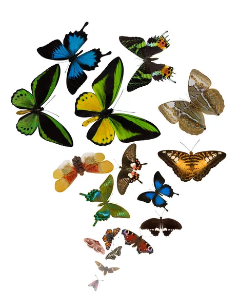 Large Group Bright Color Butterflies Isolated White Background — Stock Photo, Image