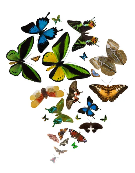 Large Group Bright Color Butterflies Isolated White Background — Stock Photo, Image