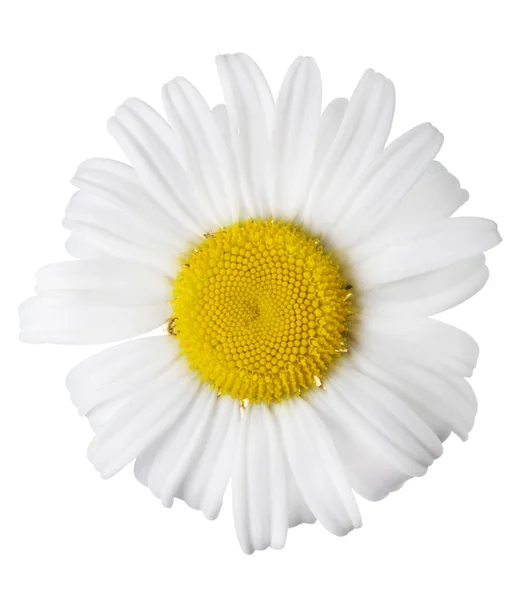 Fine Chamomile Flower White Background — Stock Photo, Image