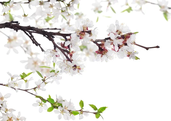 Beyaz Arkaplanda Izole Edilmiş Kiraz Ağacı Çiçekleri — Stok fotoğraf