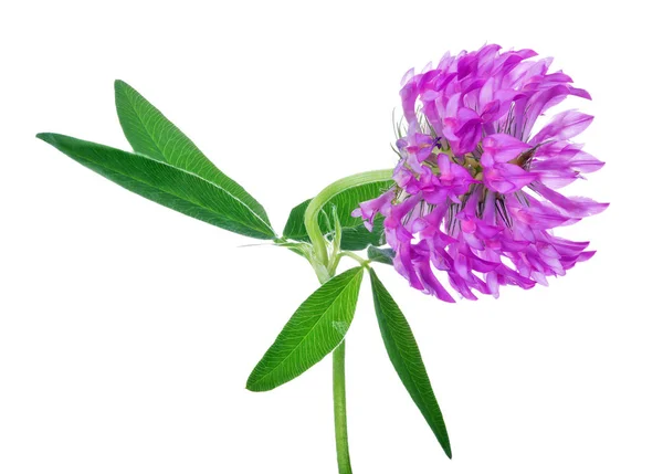 Einzelne Kleeblume Isoliert Auf Weißem Hintergrund — Stockfoto