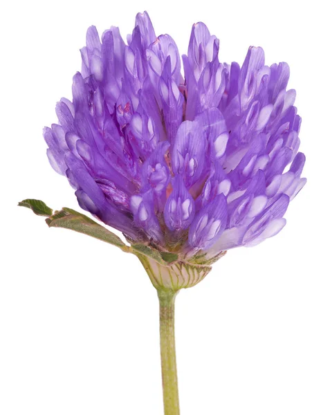 Enda Klöver Blomma Isolerad Vit Bakgrund — Stockfoto