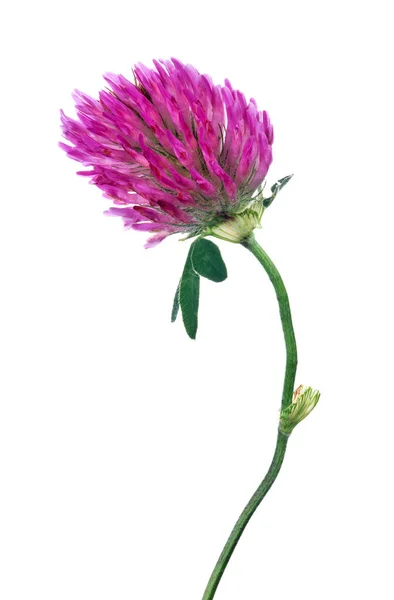 Enda Klöver Blomma Isolerad Vit Bakgrund — Stockfoto