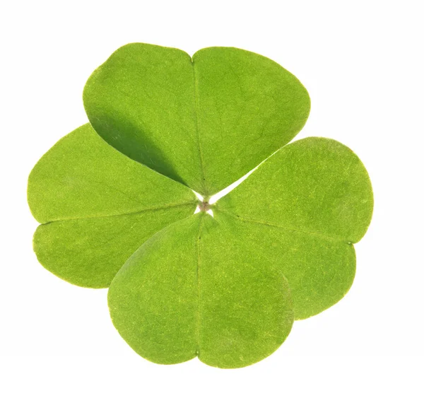 Four Element Clover Leaf Isolated White — Stock Photo, Image