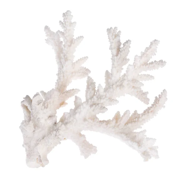 Coral Claro Aislado Sobre Fondo Blanco — Foto de Stock
