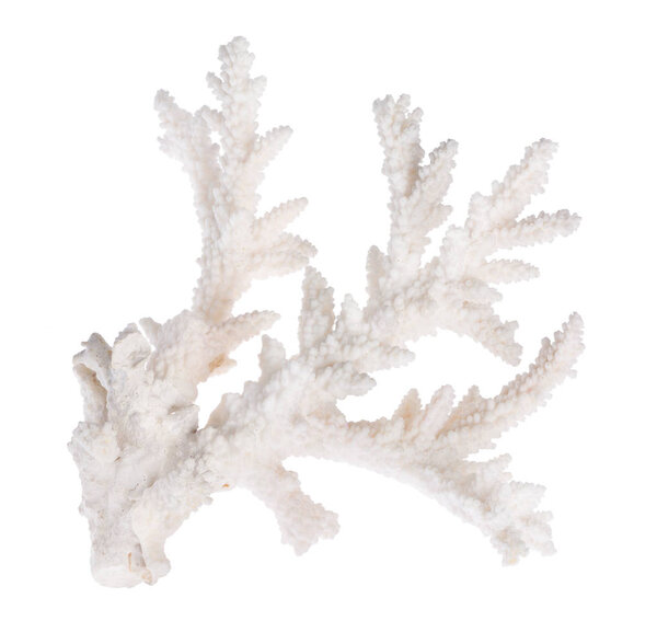 light coral isolated on white background