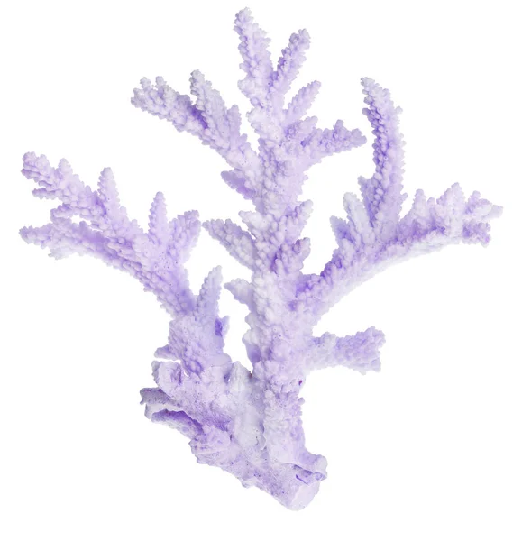 Helle Fliederfarbene Koralle Isoliert Auf Weißem Hintergrund — Stockfoto