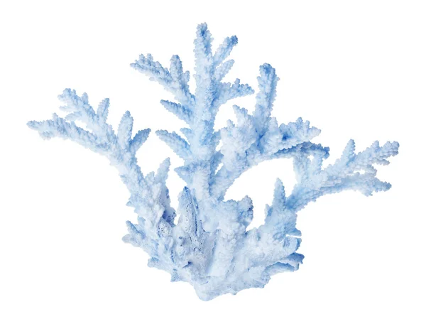 Lekki Koral Wyizolowany Białym Tle — Zdjęcie stockowe