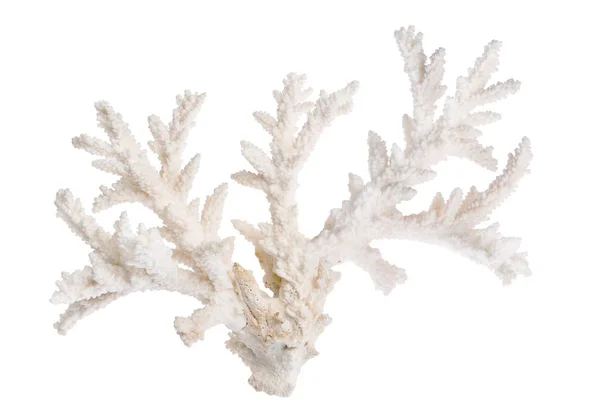 Легкий Корал Ізольований Білому Тлі — стокове фото