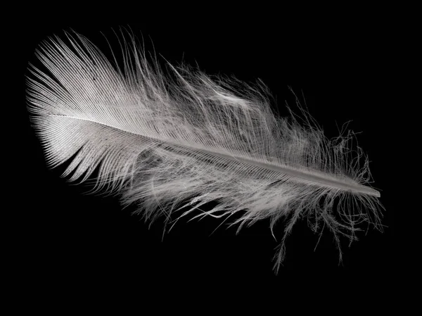 在黑色背景上查出的单羽毛 — 图库照片