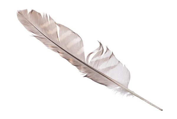 Φτερό Γεράκι Διαφοροποιημένα Απομονώνονται Λευκό Φόντο — Φωτογραφία Αρχείου