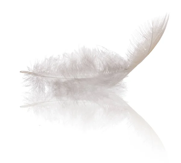 Single Feather Isolated White Background — Stock Photo, Image