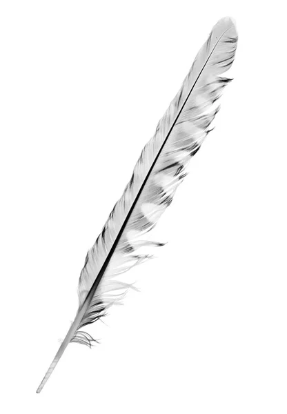Variegated Falcon Feather Isolated White Background — Stock Photo, Image