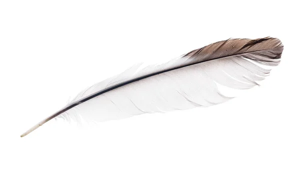Single Feather Isolated White Background — Stock Photo, Image