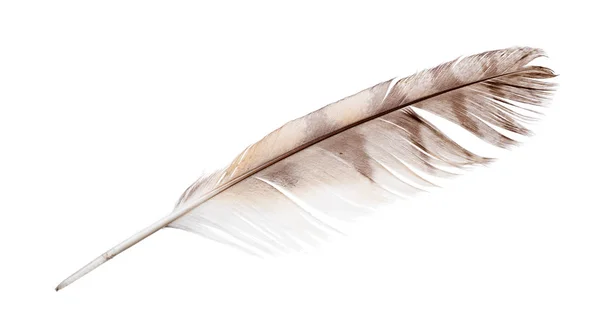 Φτερό Γεράκι Διαφοροποιημένα Απομονώνονται Λευκό Φόντο — Φωτογραφία Αρχείου