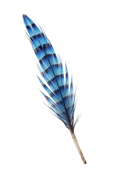 Variegated Blue Feather Isolated White Background — Stock Photo, Image