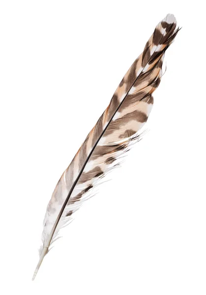 Variegated Falcon Feather Isolated White Background — Stock Photo, Image