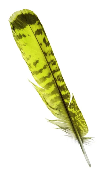 Variegated Falcon Feather Isolated White Background — Stock Photo, Image