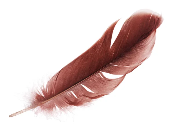孤立在白色背景上的暗红色羽毛 — 图库照片