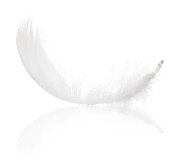 白い背景に浮かび上がるふわふわの羽 — ストック写真
