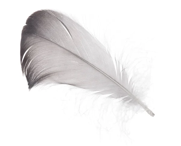 Dark Grey Feather Isolated White Background — Stock Photo, Image