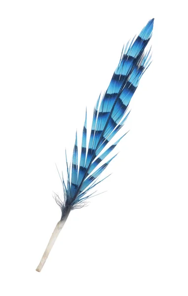 Pluma Azul Abigarrada Aislada Sobre Fondo Blanco — Foto de Stock