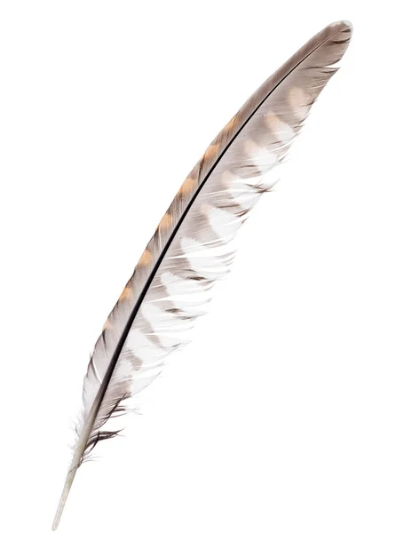 Variegated Falcon Feather Isolated White Background — Stock Photo, Image