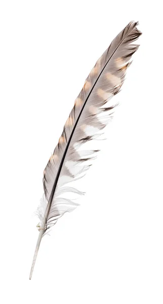 Bonte Falcon Veer Geïsoleerd Witte Achtergrond — Stockfoto