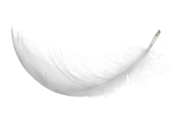 Αφράτο Φτερό Απομονωμένο Λευκό Φόντο — Φωτογραφία Αρχείου