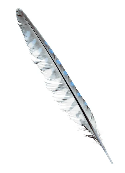 Variegated Feather Isolated White Background — Stock Photo, Image