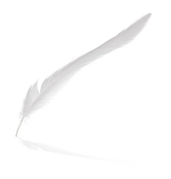 Fluffy Feather Isolated White Background — Stock Photo, Image