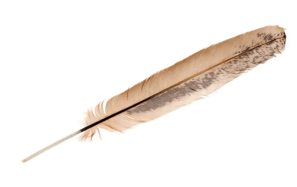 Grey Brown Feather Isolated White Background — Stock Photo, Image