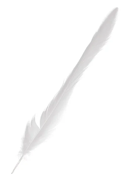 Αφράτο Φτερό Απομονωμένο Λευκό Φόντο — Φωτογραφία Αρχείου