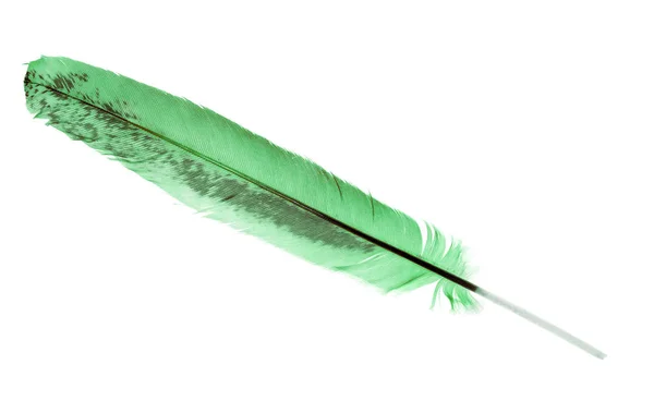 Pluma Verde Marrón Aislada Sobre Fondo Blanco — Foto de Stock