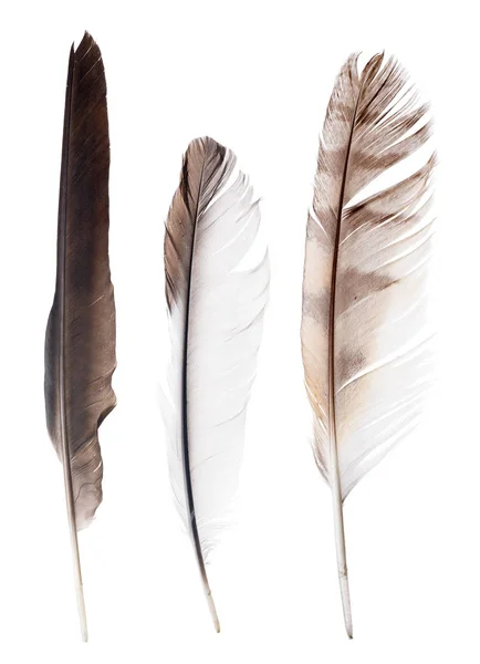 Three Straight Feathers Isolated White Background — Stock Photo, Image