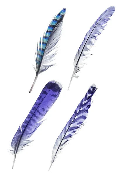 Set Four Striped Feathers Isolated White Background — Stock Photo, Image