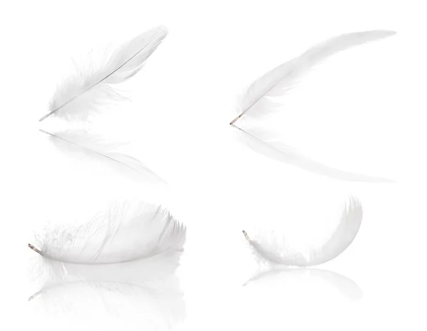 在白色背景查出的羽毛集合 — 图库照片