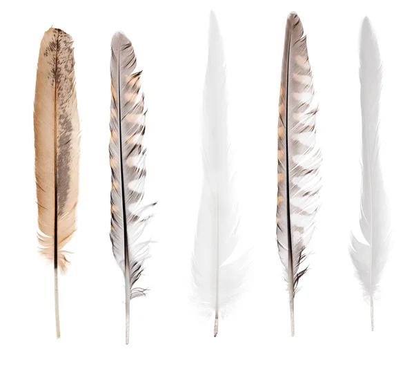 Five Feathers Isolated White Background — Stock Photo, Image