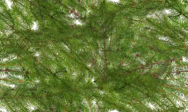 Seamless Background Green Fir Branches — Stock Photo, Image