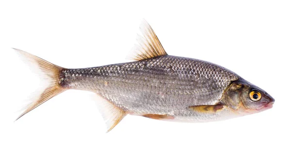 Μικρά Ψάρια Φως Που Απομονώνονται Λευκό Φόντο — Φωτογραφία Αρχείου