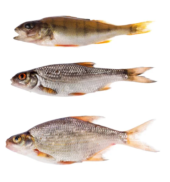 Tres Peces Agua Dulce Aislados Sobre Fondo Blanco — Foto de Stock