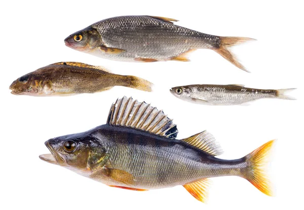 Sada Čtyř Sladkovodních Ryb Izolovaných Bílém Pozadí — Stock fotografie