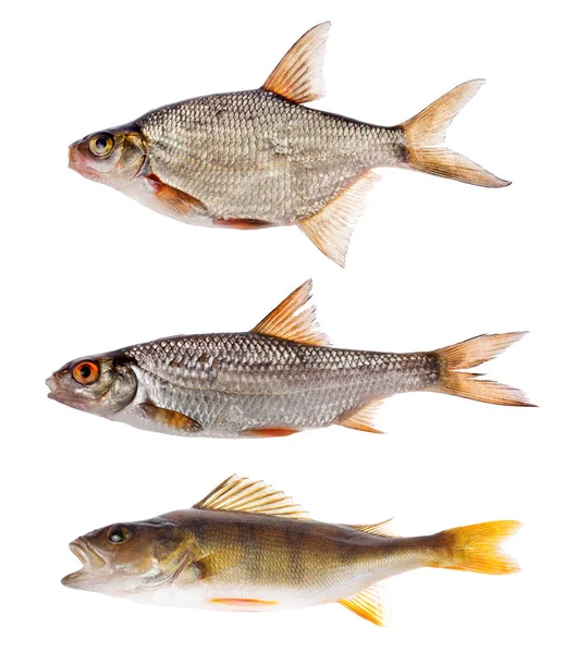 Set Three Freshwater Fishes Isolated White Background — Stock Photo, Image