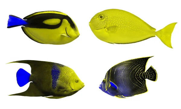 Set Gele Vissen Geïsoleerd Witte Achtergrond — Stockfoto