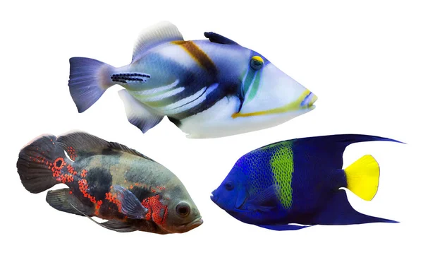 Set Three Fishes Isolated White Background — Stock Photo, Image