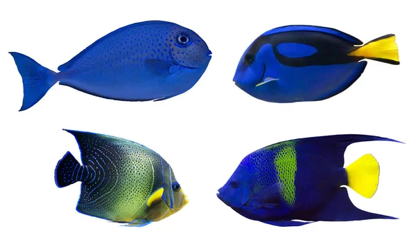 Ensemble Poissons Bleus Isolés Sur Fond Blanc — Photo