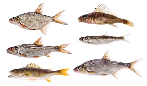 Set Von Sechs Süßwasserfischen Isoliert Auf Weißem Hintergrund — Stockfoto
