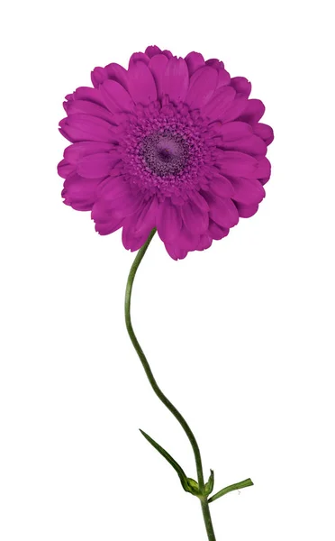 Purple Flower Isolated White Background — Stock Photo, Image