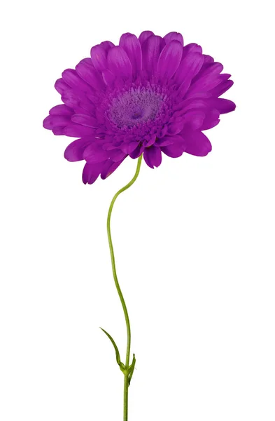 Фиолетовый Цветок Белом Фоне — стоковое фото