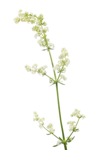 Studio Isolated White Small Wild Flower — Stockfoto